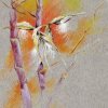 Wild Blessings